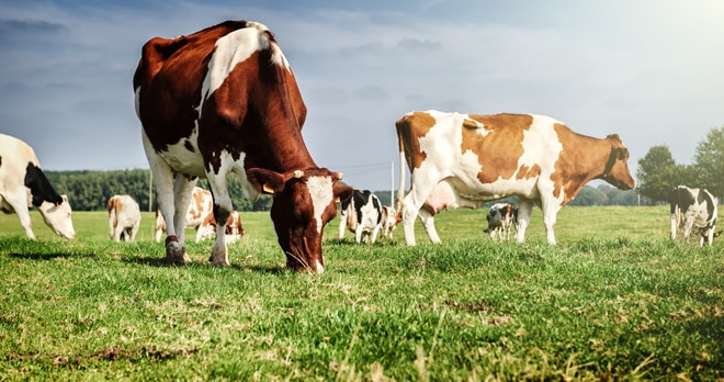 Cows in the field