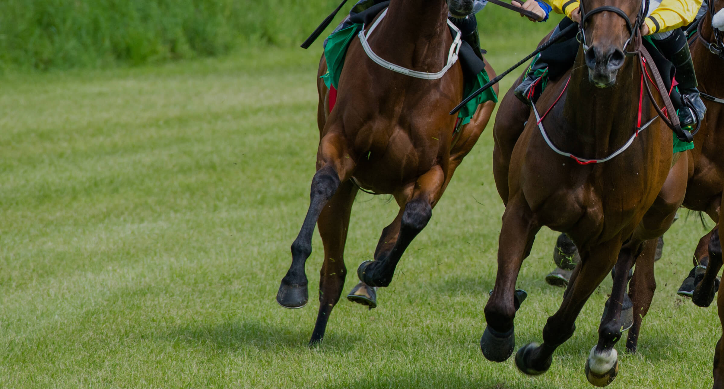 Racing and Bloodstock_racehorses