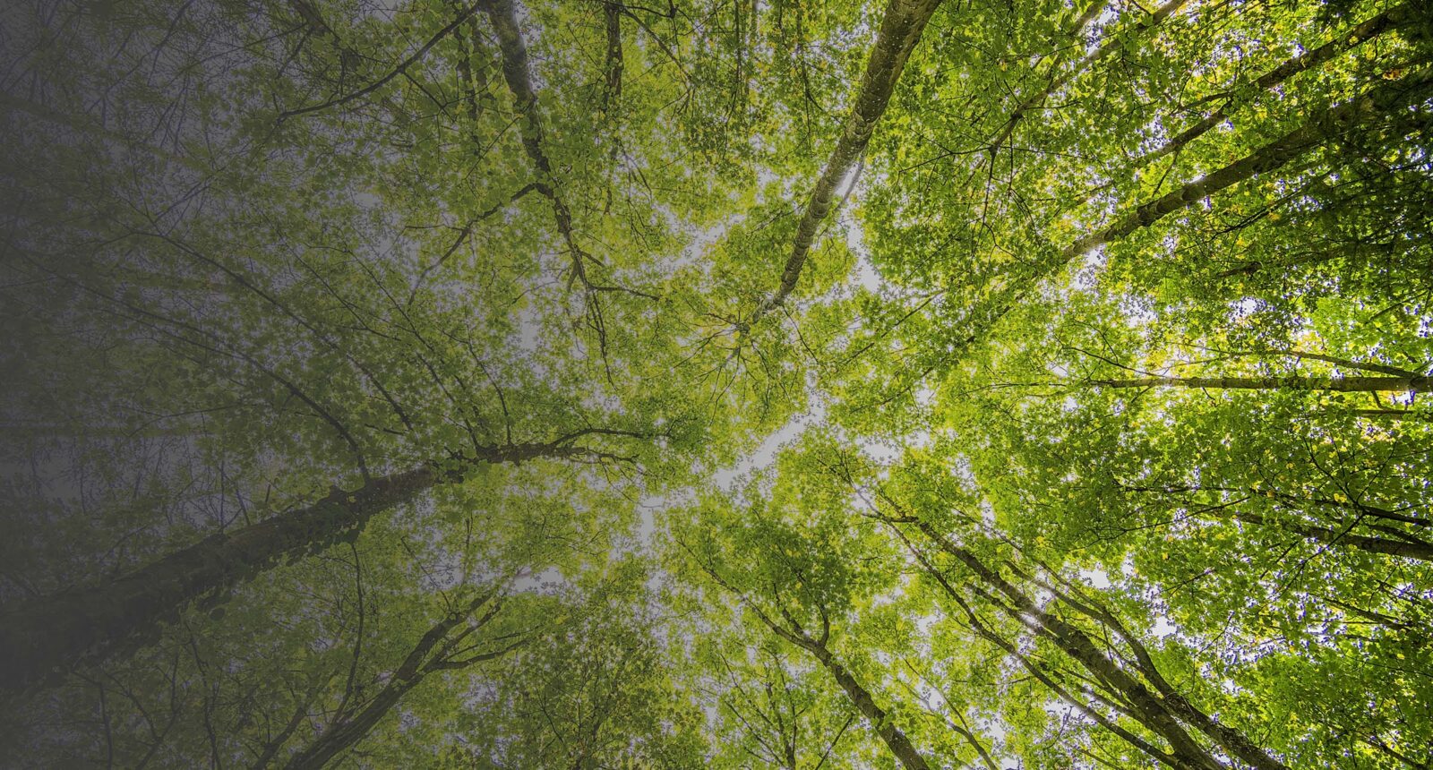 ESG RWK Goodman - Environmental commitment