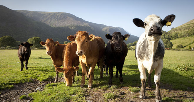 Herd of cows in North Wales countryside