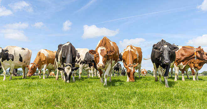 Herd of cows in a field heading towards camera